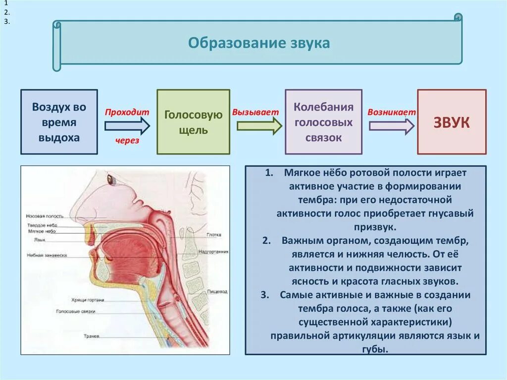 Через какие органы проходит воздух