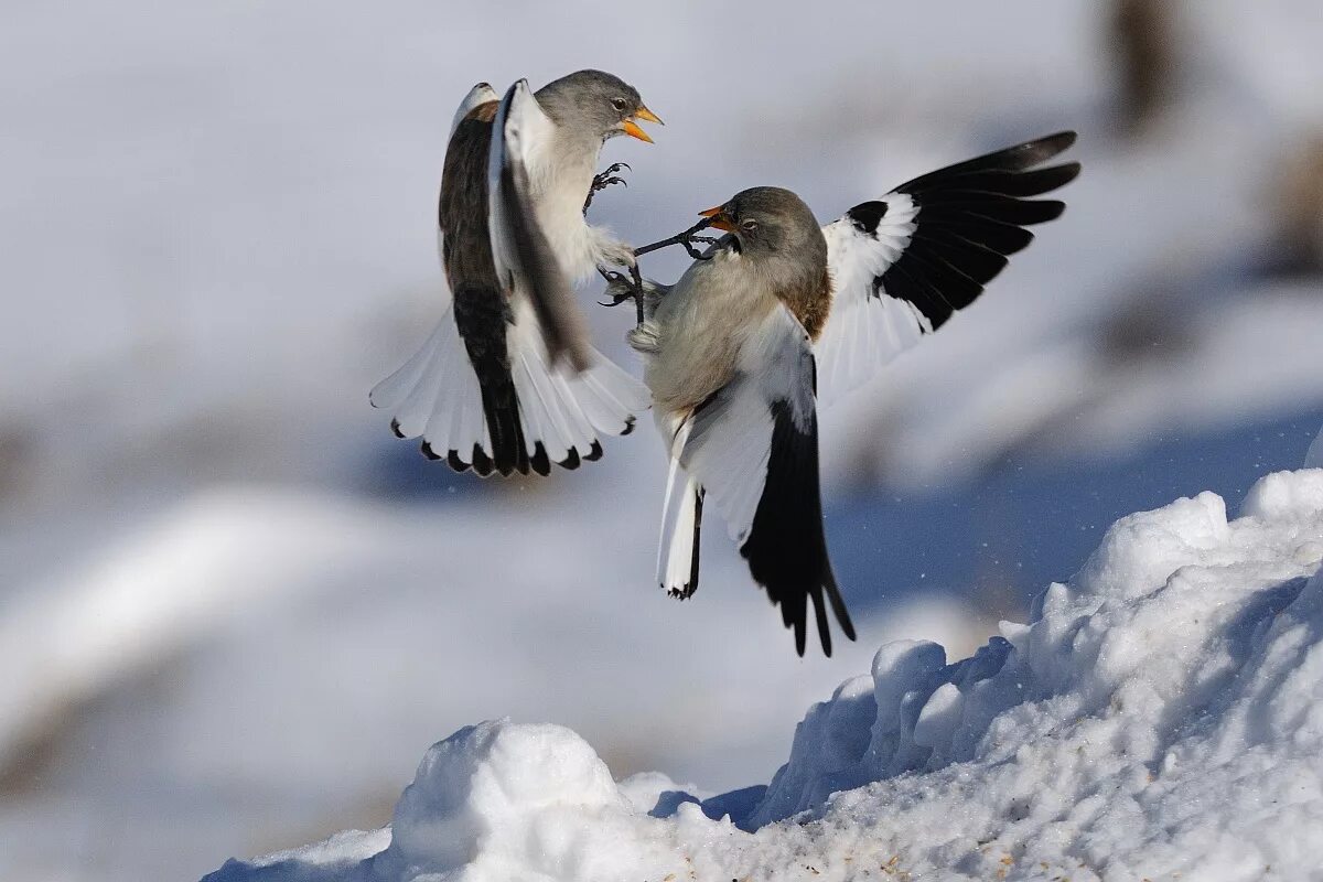 Vk birds. Альпийский вьюрок. Снежный вьюрок Воробей. Снежный Воробей (montifringilla nivalis). Снежный вьюрок в Швейцарии.