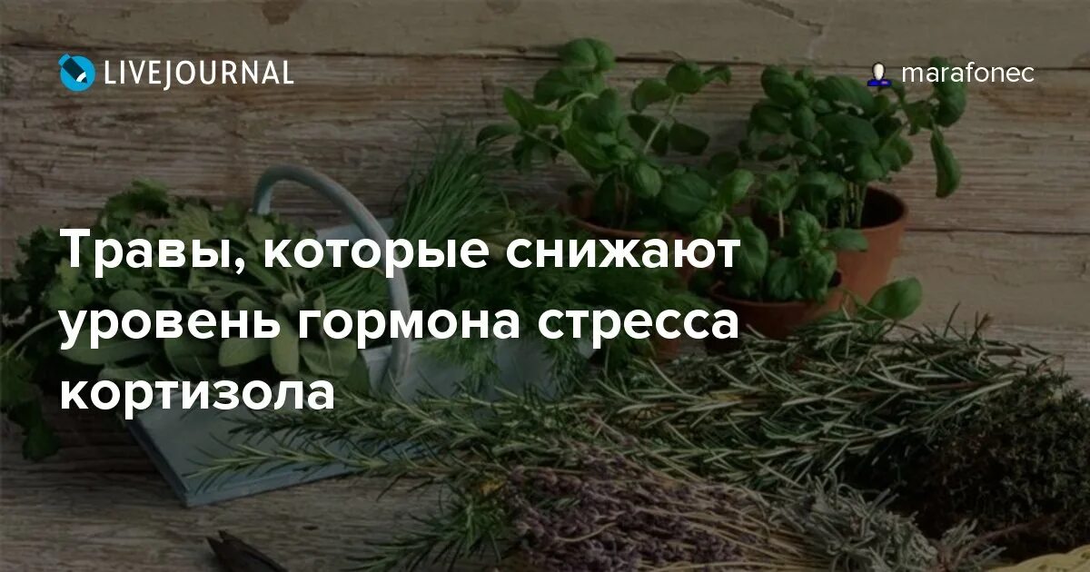 Какие препараты снижают кортизол. Травы которые снижают кортизол.