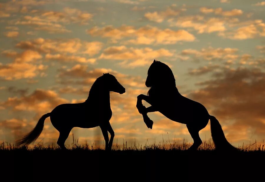 Обложка лошади. Две лошади. Картинки лошадей красивые. Аватарки с лошадьми. Лошадь на аву.