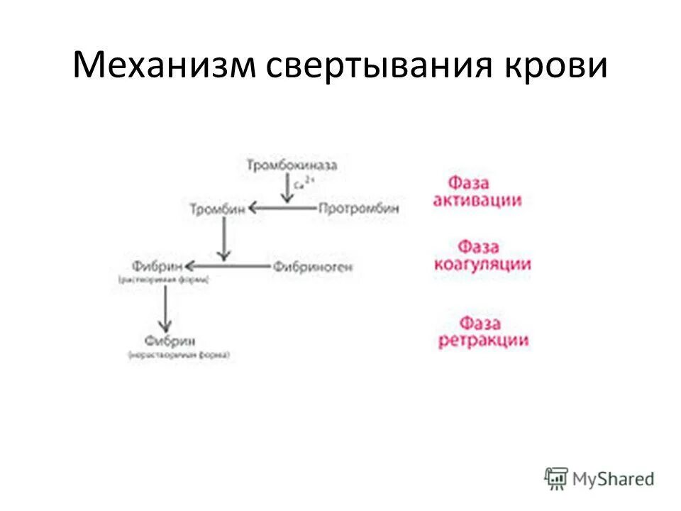 Изменение свертывания крови. Схема процесса свертываемости крови. Механизм свертывания крови схема. Схема внутренний механизм свертываемости крови. Механизм свертывания крови кратко.