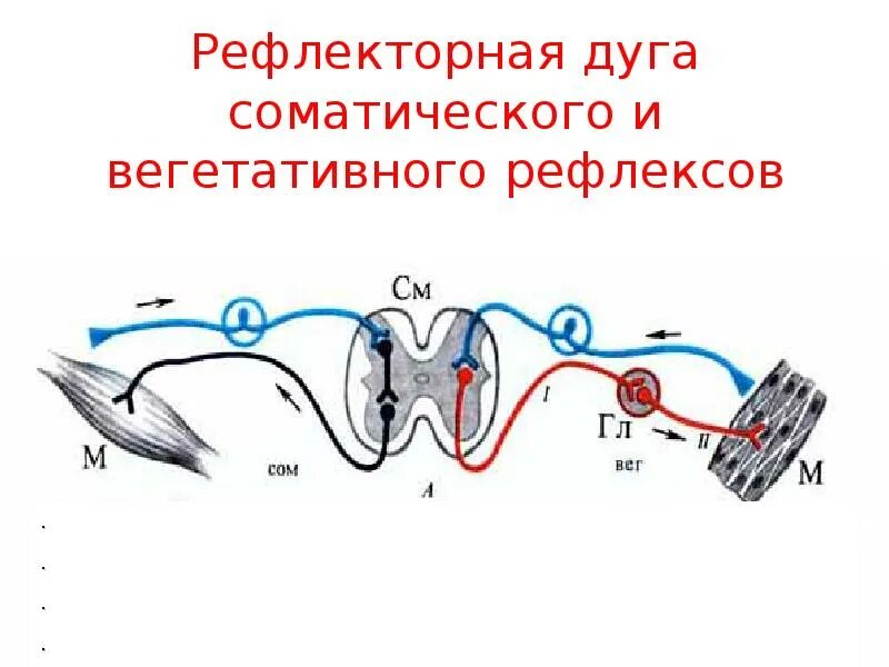 Рефлекторная дуга вегетативной нервной системы. Рефлекторная дуга соматическйнервной системы. Рефлекторная дуга соматического рефлекса. Рефлекторные дуги соматической и вегетативной нервной системы.