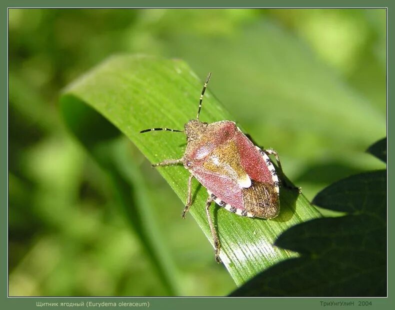 Какое развитие характерно для клопа щитника ягодного. Dolycoris baccarum - щитник ягодный. Клоп щитник ягодный. Щитник Dolycoris. Клоп щитник ягодный биокилл.