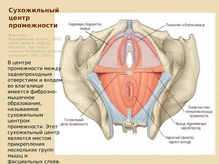 Строение женской репродуктивной системы