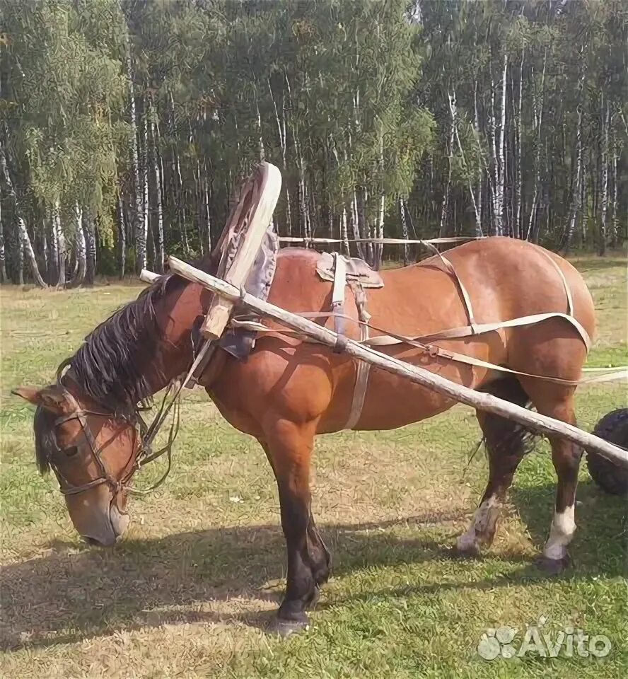 Как назвать рабочую лошадь.