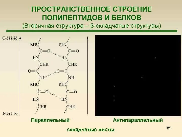 Белки это полипептиды. Пространственное строение полипептидов и белков. Строение полипептидов. Строение полипептидов и белков. Пространственное строение белков.