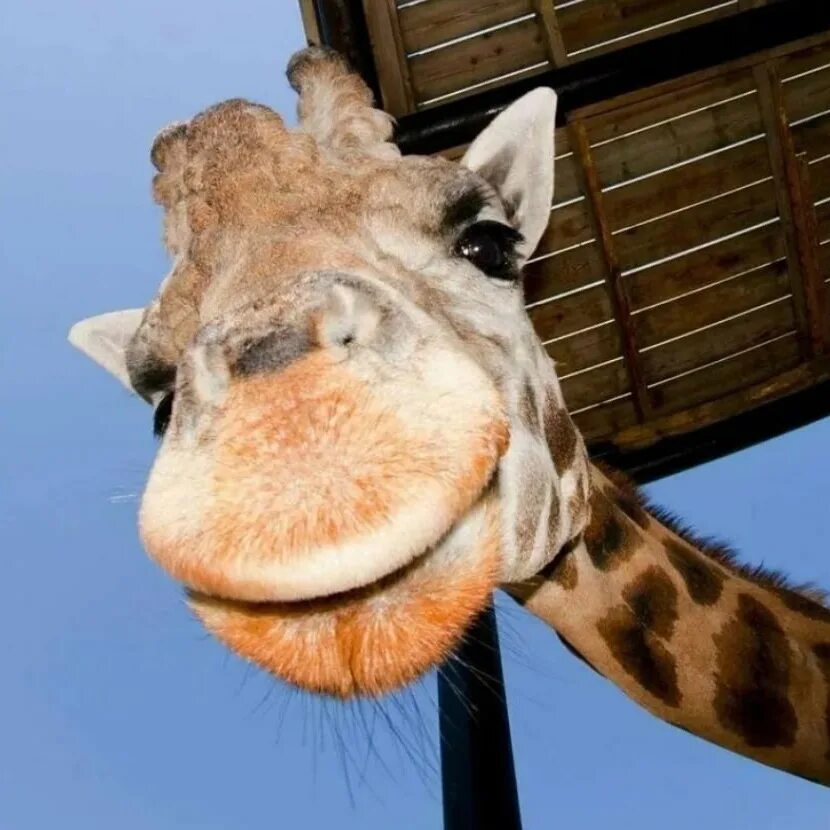 Покажи улыбающихся зверей. Смешные Жирафы. Жирафик смешной. Улыбка жирафа. Жираф улыбается.
