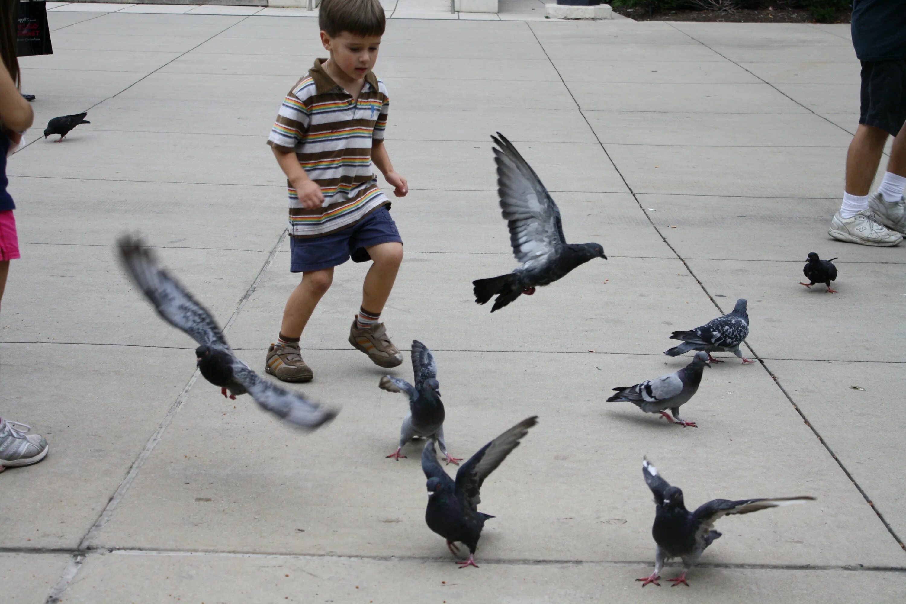 Birds children weather. Мальчик с голубем. Дети голубей. Дети гоняют птиц. Голубей гонять.