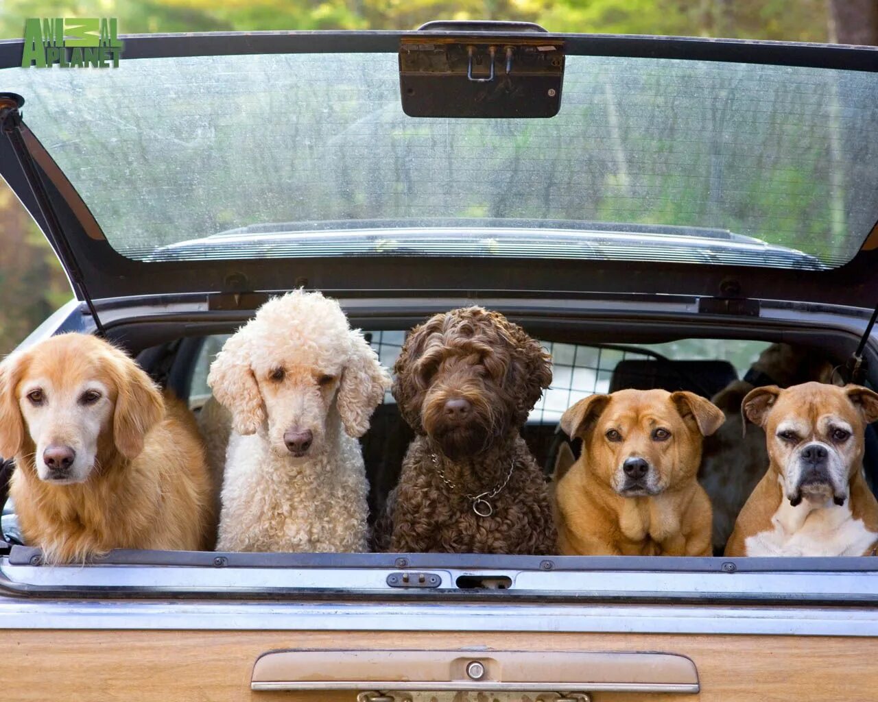 Животные в автомобиле. Автомобиль собака. Собака за рулем. Собака едет в машине. Now only dogs