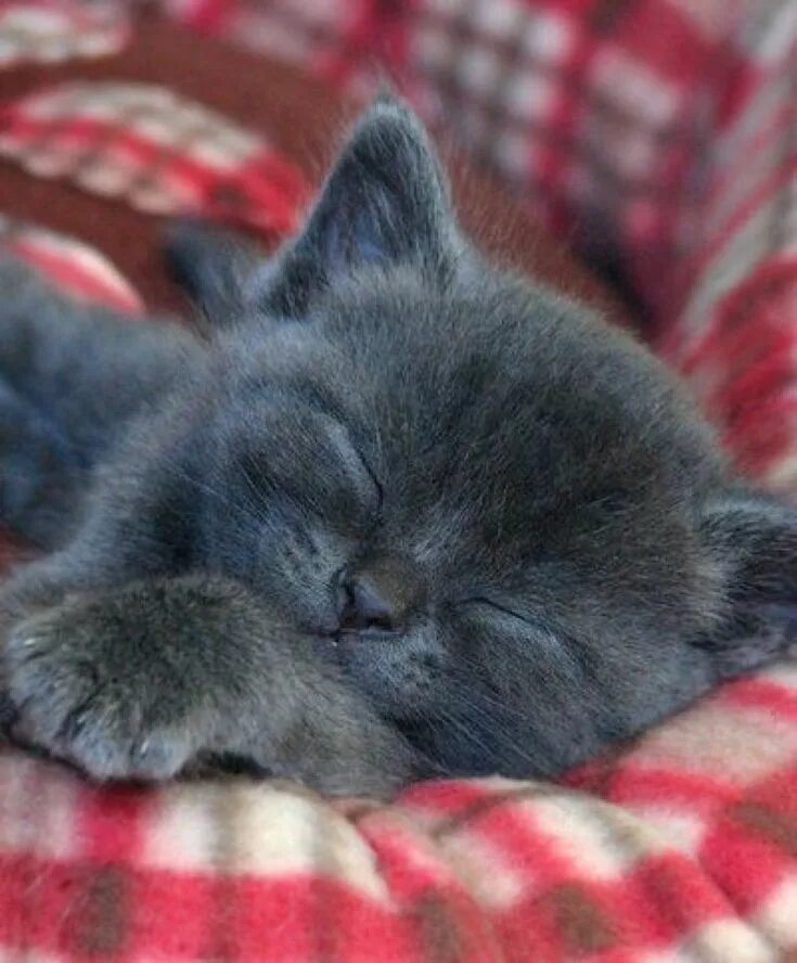Pin by Della Holmes on Crafts Sleeping kitten, Grey kitten, Domestic cat