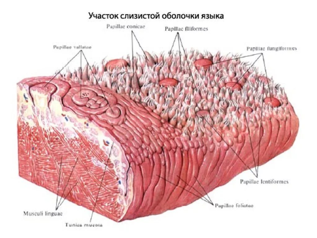 Строение языка слизистая оболочка. Слизистый на латинском