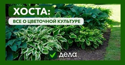 Хосты эскимо