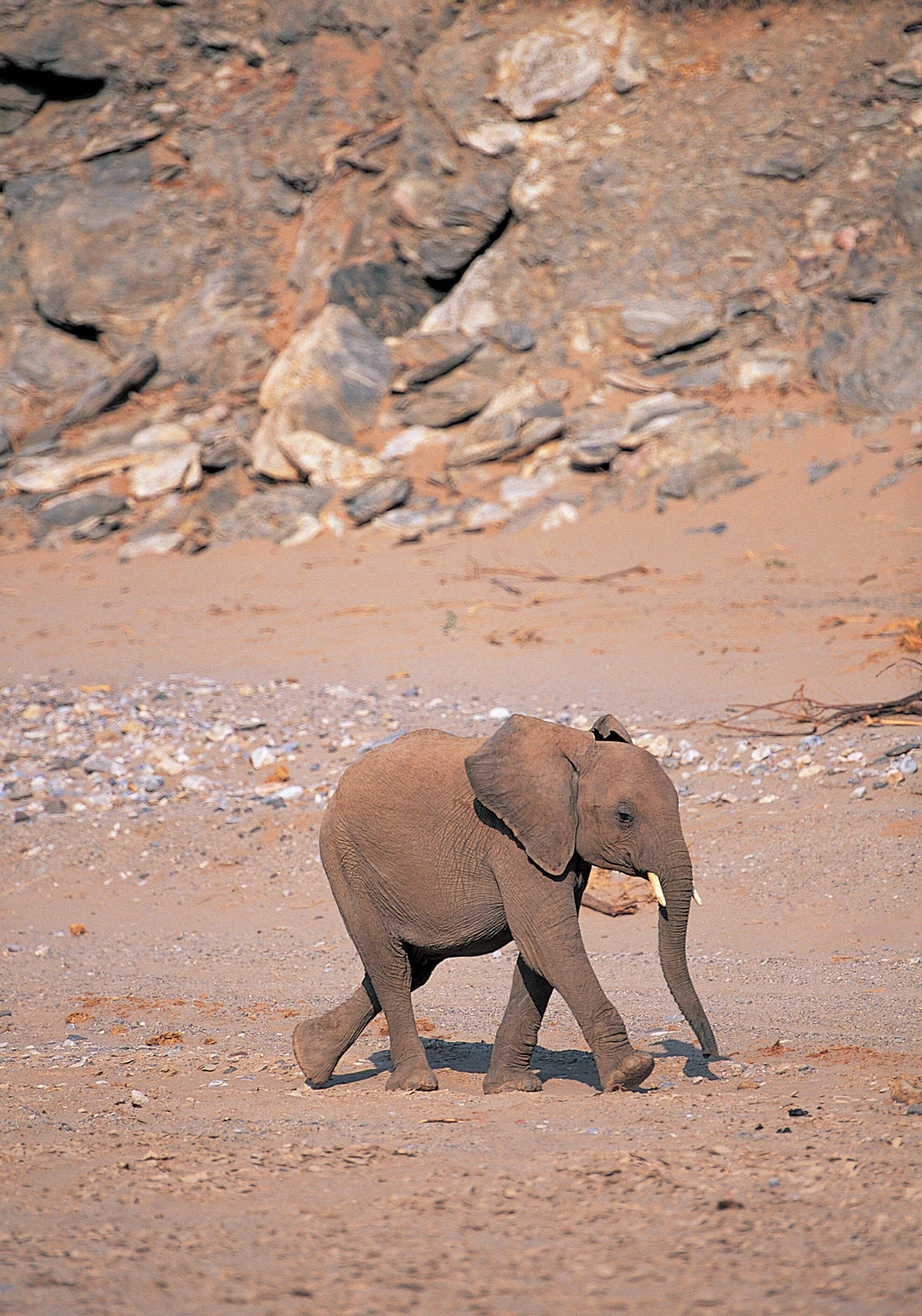 Слон. Фотография слона. Слоненок с боку. Слон настоящий. Elephant present