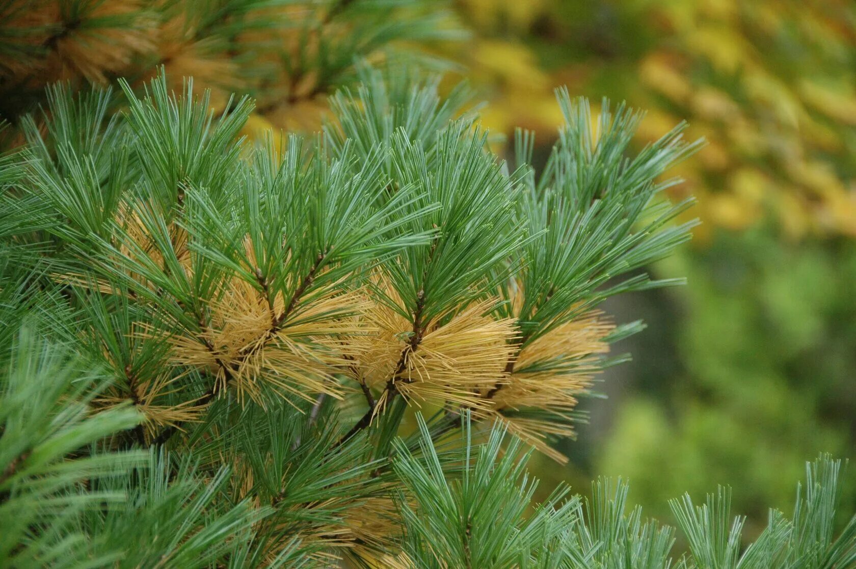 Светло хвойные. Сосна Веймутова хвоя. Pinus strobus хвоя. Сосна Веймутова иголки. Сосна Тунберга Pinus thunbergii.