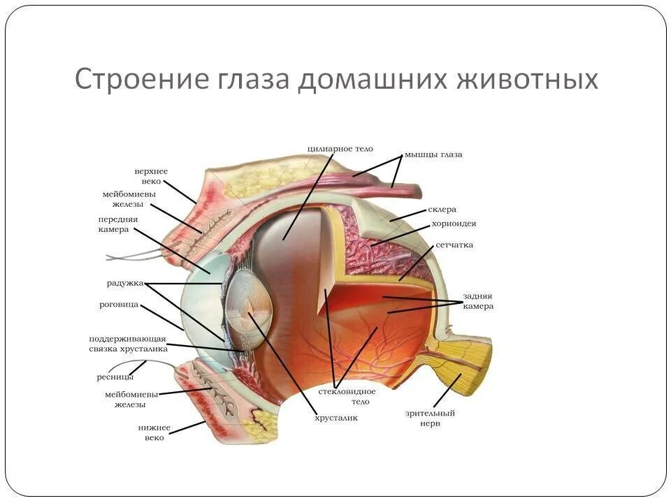 Строение глаза животных. Строение глаза собаки фото. сообщение как устроены глаза у животных.
