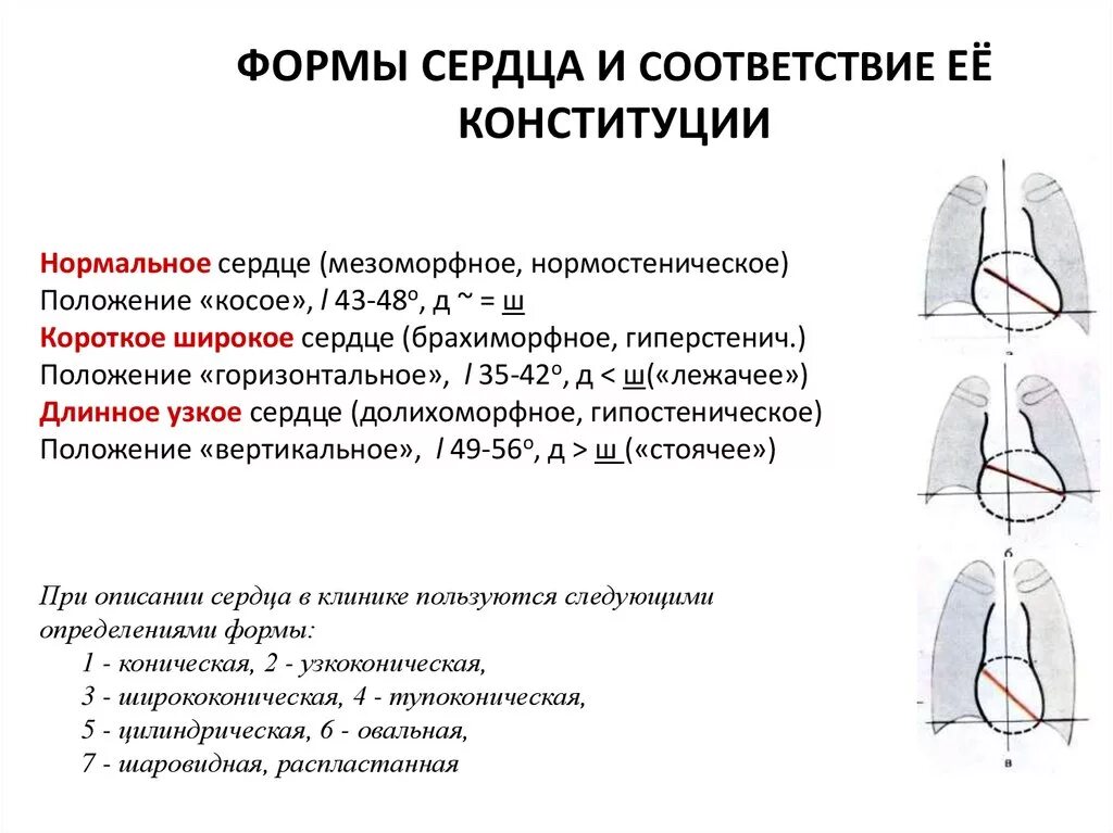 Вертикальная позиция сердца. Понятие о конфигурации сердца. Конфигурация сердца: нормальная, аортальная, митральная.. Типы положения сердца. Шаровидная формасердцв.