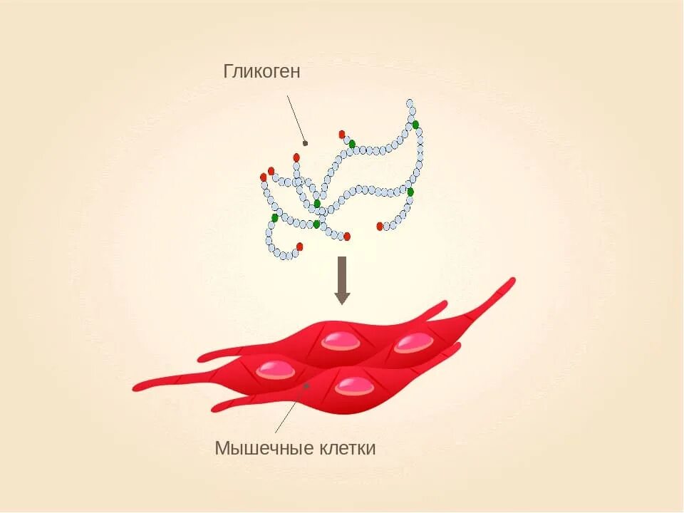 Гликоген в мышцах. Гликоген картинки. Гликоген рисунок. Гликоген в мышечной клетке.