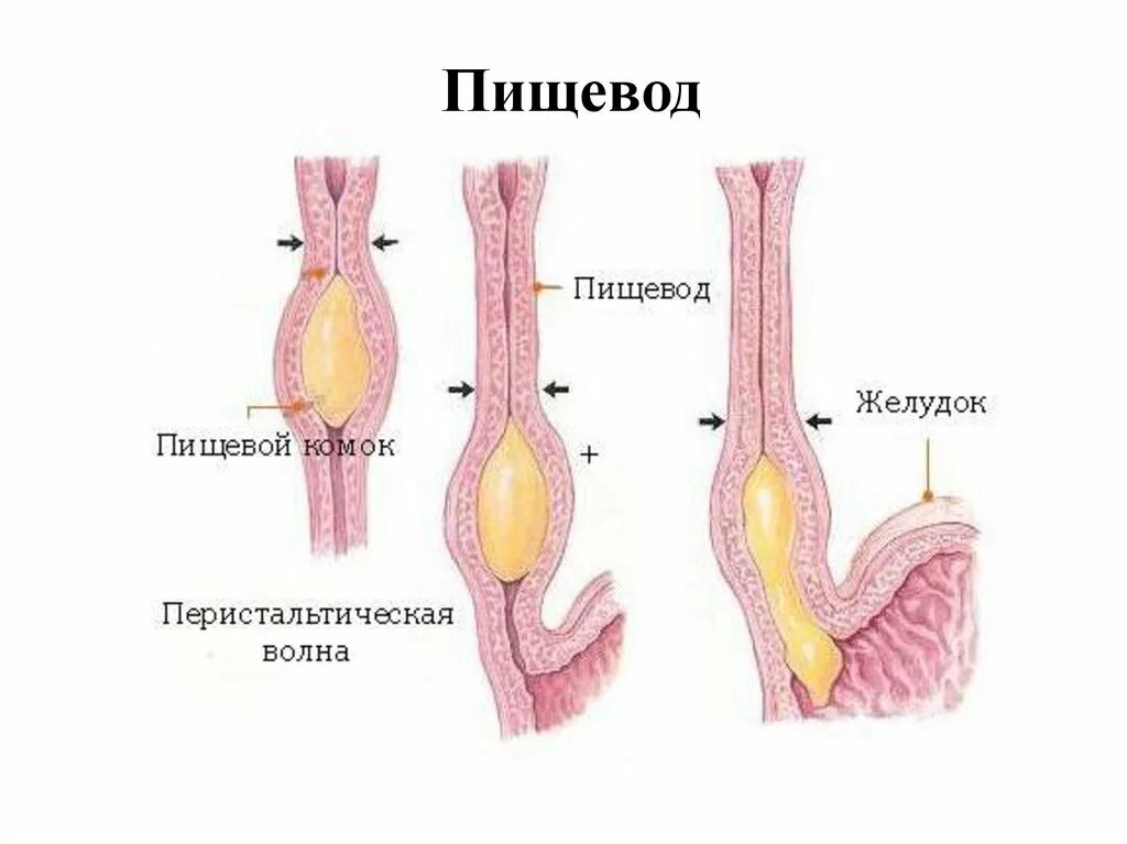 Движение пищевода. Функции пищевода. Транспортная функция пищевода. Физиологические функции пищевода. Пищевод функции кратко.