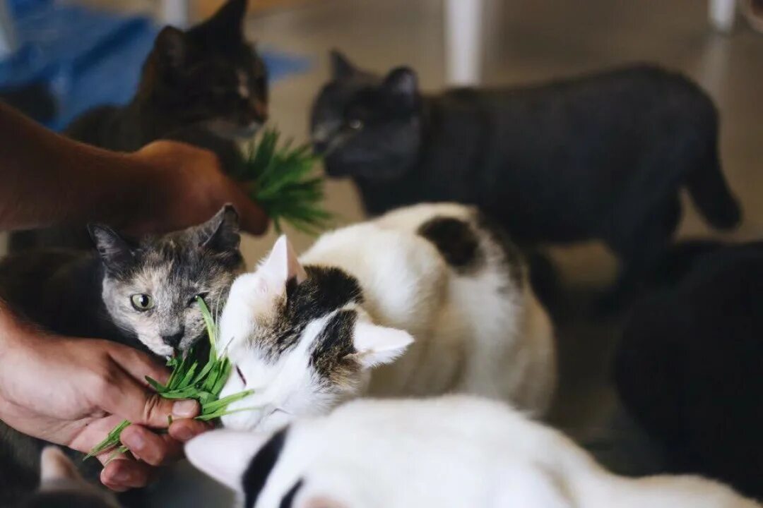 Муркино котокафе. Котокафе солнцево парк. Муркино котокафе. Шпротный окрас. Котокафе солнцево парк.
