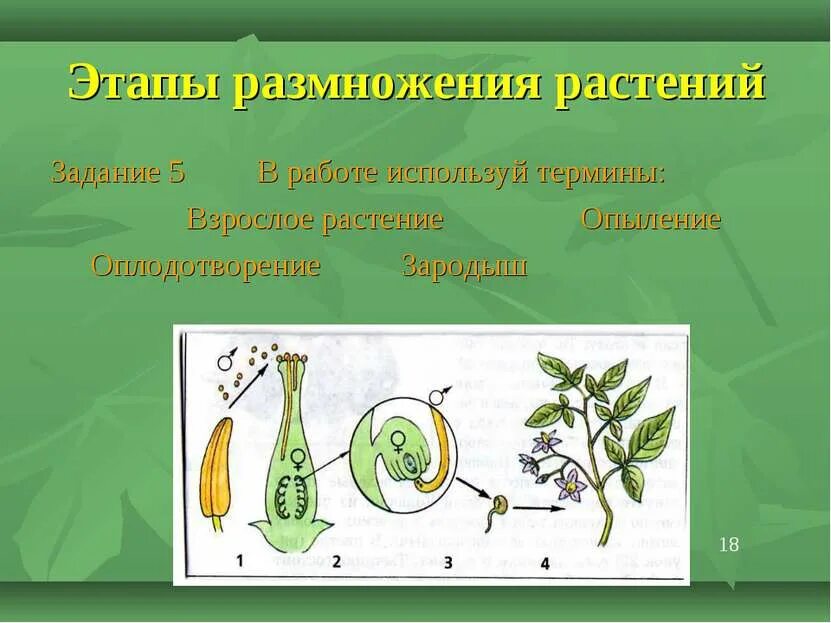 Образует один тип половых клеток. Гаметогенез мейоз гаметогенез мейоз. Схема полового размножения водорослей. Два этапа размножения. Овогенез.