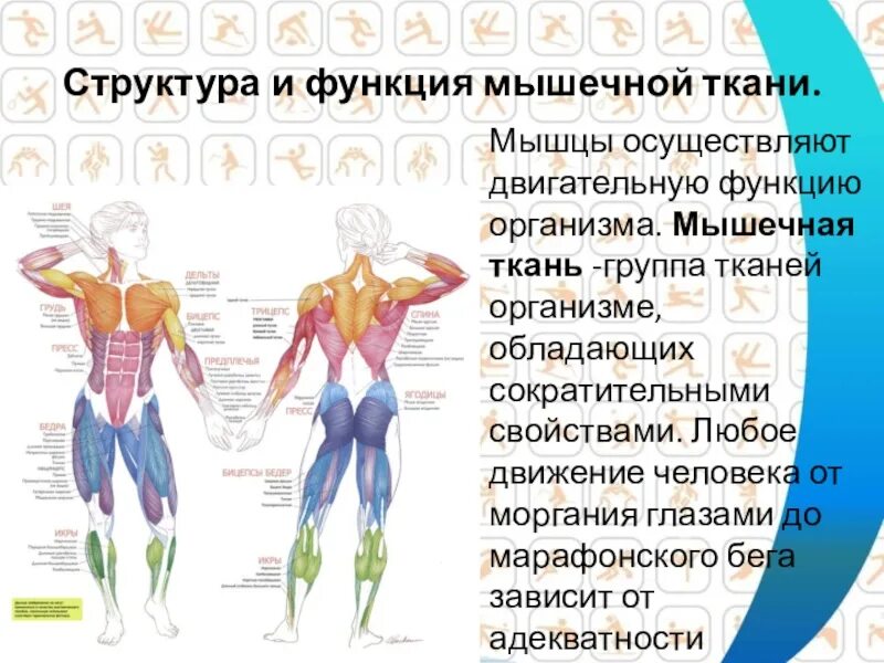 Назовите функции мышц