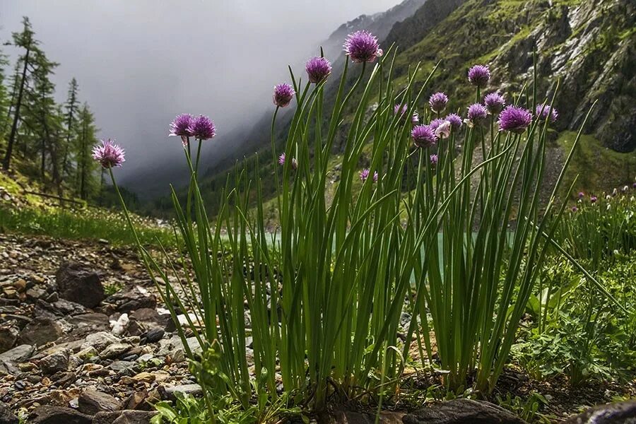 Лук шнитт (Allium schoenoprasum). Лук скорода шнитт. Allium schoenoprasum лук скорода. Лук скорода шнитт Луговой. Лук в озерах