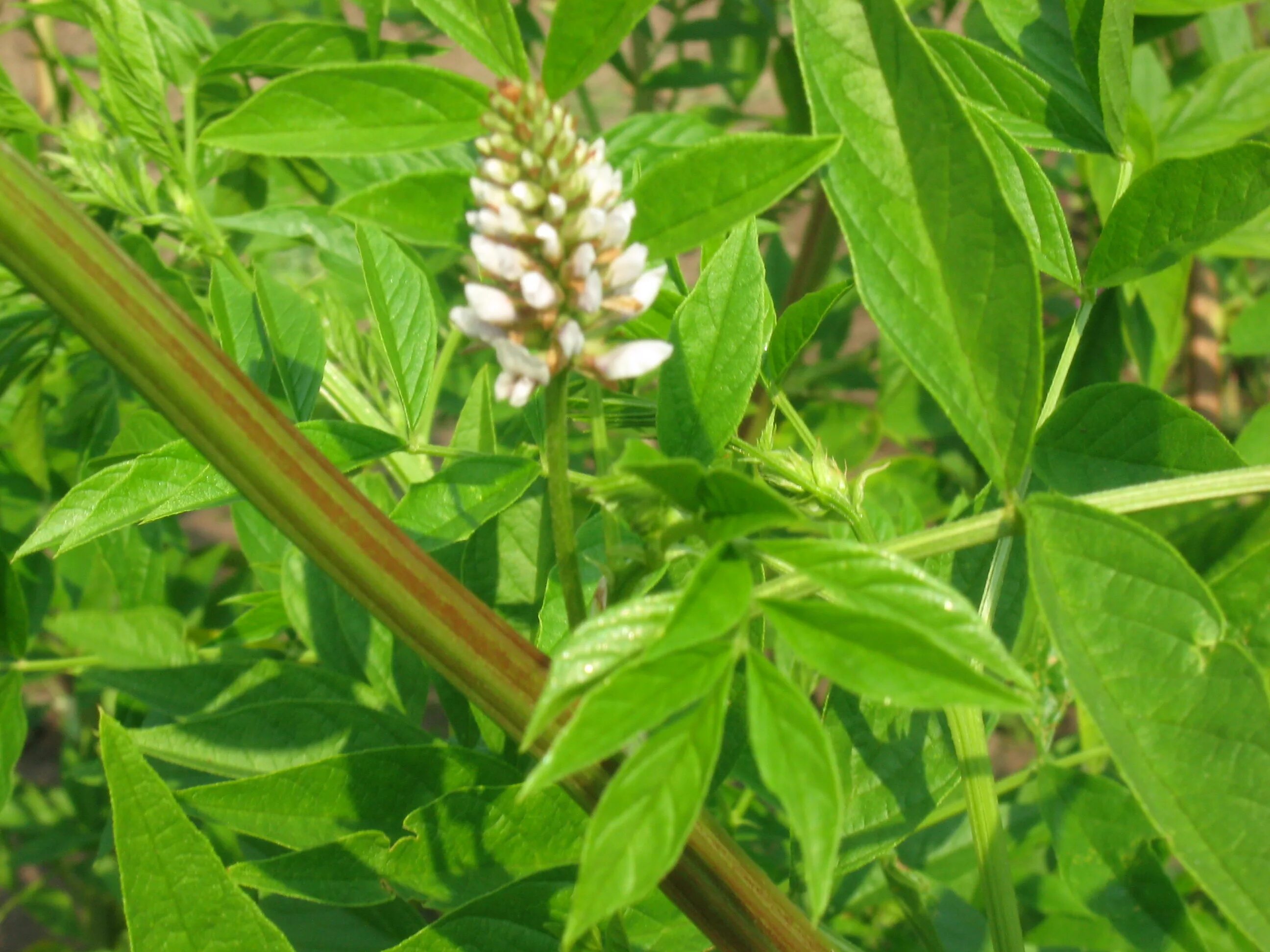 Солодка Уральская — Glycyrrhiza uralensis Fisch.. Корень солодки, Солодка Уральская, лакричник. Солодка Коржинского. Солодка Уральская ГФ.