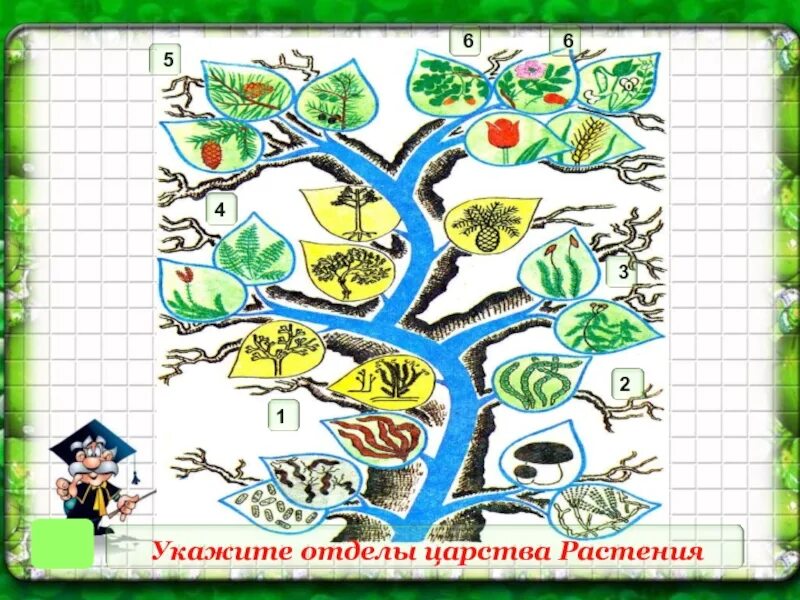 Контрольная работа отделы царства растений. Царство растений. царство растений схема. царство растений рисунок. рисунок на тему царство растений.