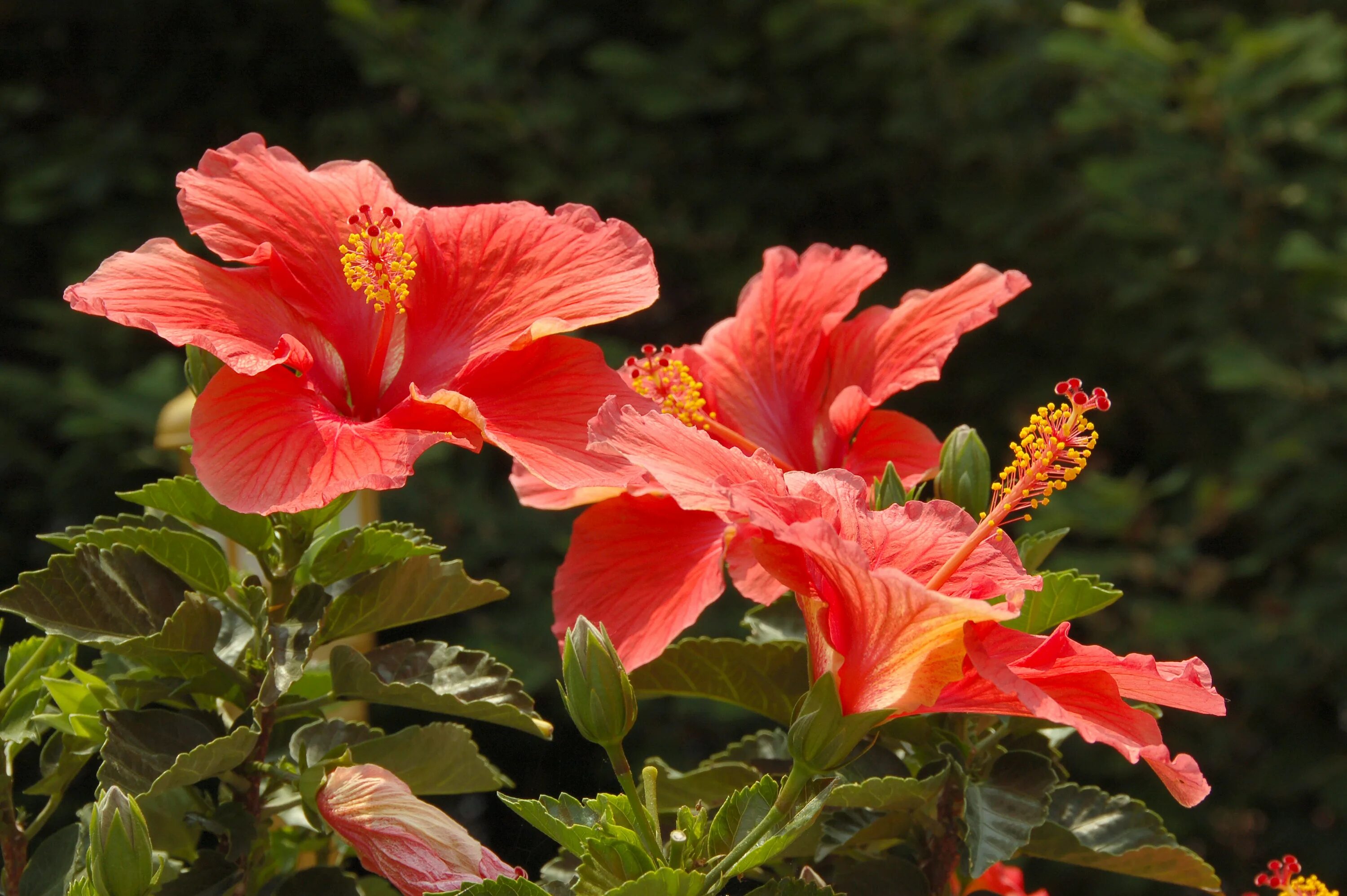 Цветок гибискуса. Гибискус (Hibiscus).. Гибискус Hibiscus Atheline. Почему не цветет китайский