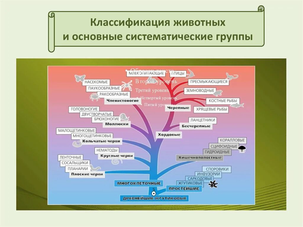 Систематика животных. Классификация животных и основные систематические группы. Основные классификации животных. Классификация животных схема. Систематические группы схема