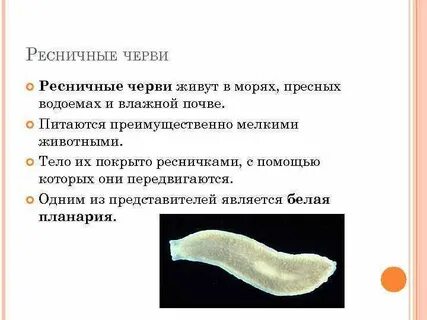 Класс ресничные форма тела