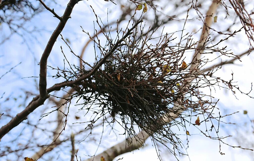 Plant nest. Taphrina betulina. Омела ведьмино гнездо. Ведьмины мётлы. ВЕДЬМИНА метла Taphrina.