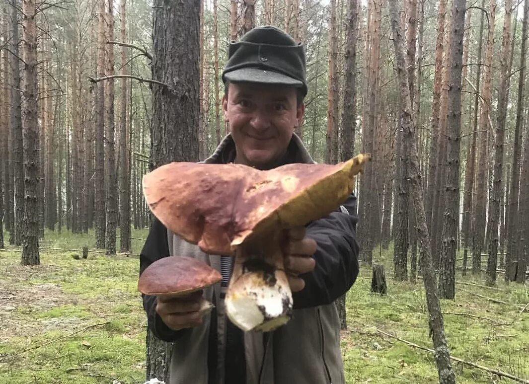 самые большие грибы. гигантский гриб боровик. гигантские грибы. самый большой гриб. размер белого гриба.