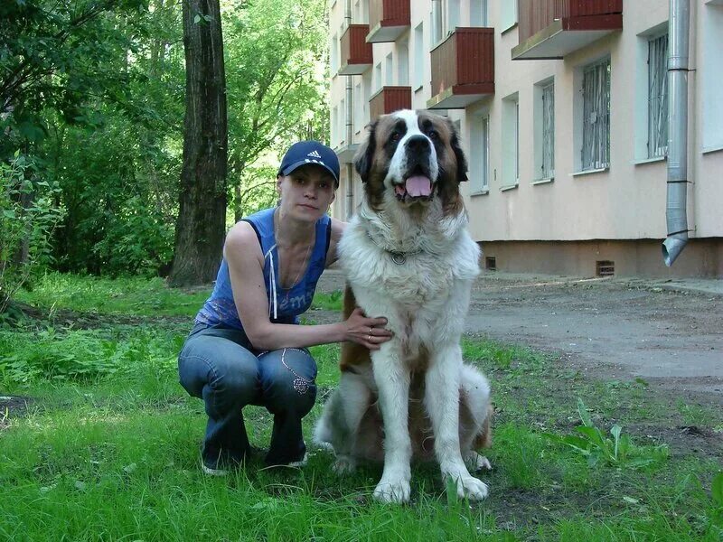 сторожевой пес королевы. доберман аманда. московская сторожевая овчарка. девушка и ее сторожевая собака. девушка и ее сторожевой.