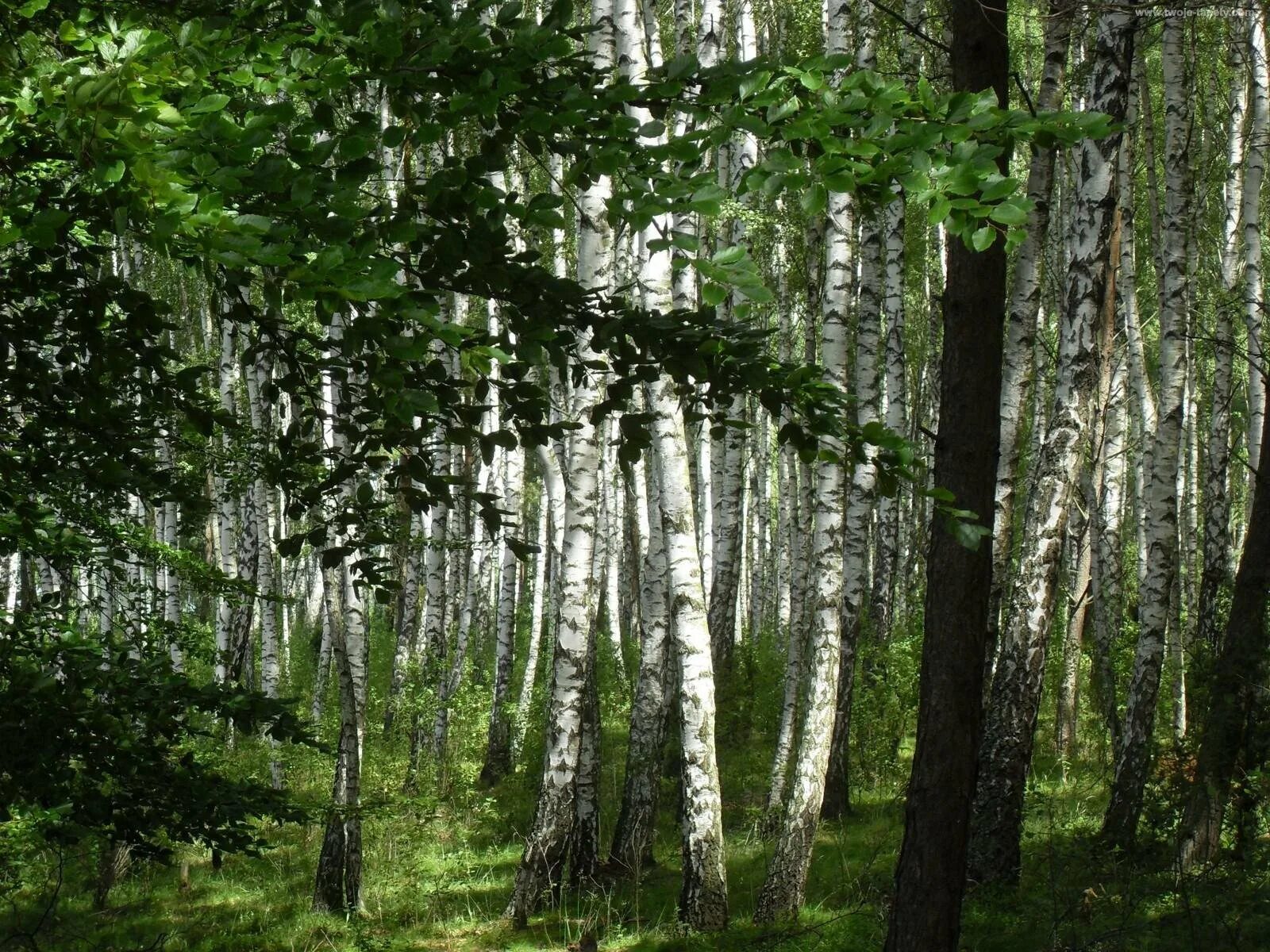 В лесу под березами были. Сосново-березово-осиновый лес. березово дубовый лес. широколиственные леса с березами. сосново березовый лес.