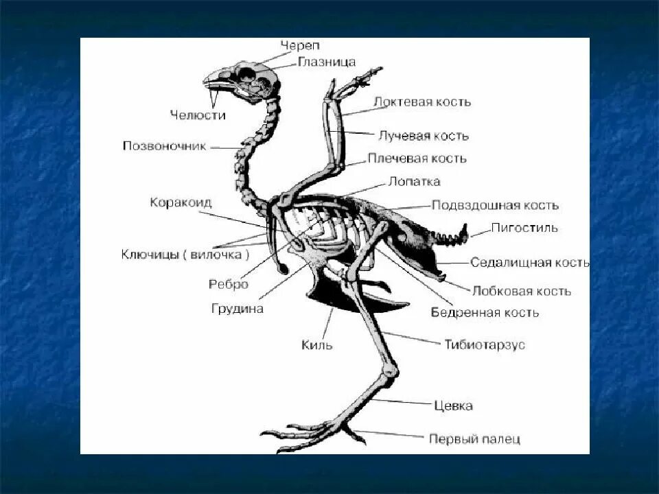 Строение скелета птицы. Скелет сизого голубя биология 7 класс рисунок. Скелет птицы биология 7 класс. Скелет птицы схема.