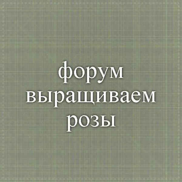 Форум вестник садовода алексеем степановым. Вестник садовода розы с Алексеем Степановым. Вестник садовода выращиваем розы с Алексеем Степановым. Вестник садовода выращиваем розы вместе с Алексеем Степановым. Вестник садовода форум розы с Алексеем.