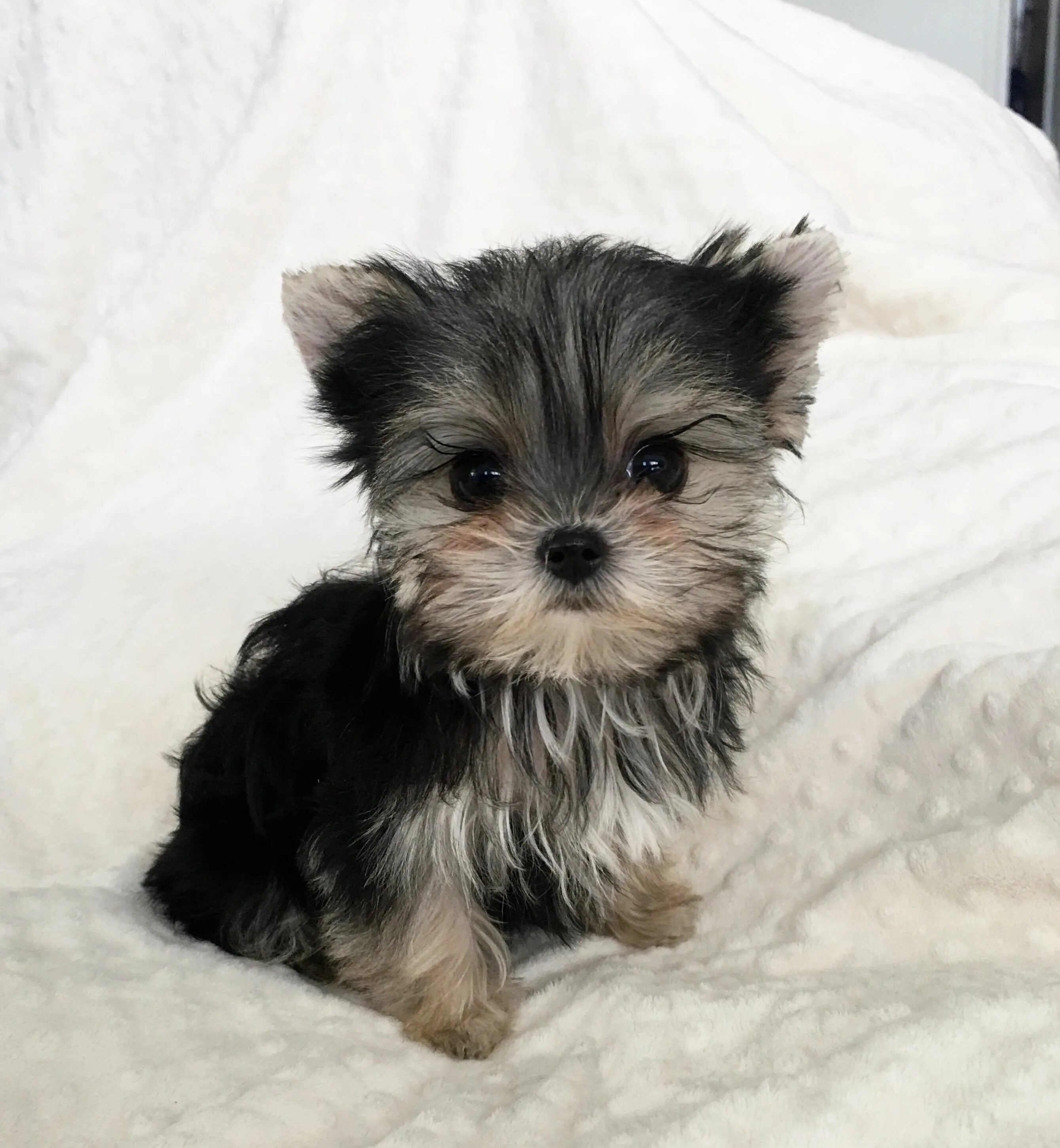 Микро породы. Micro Morkie Puppy. Микро Паппи порода собак. Teacup Yorkie for sale in MN. Teacup Yorkie for sale in Ohio.