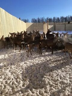 В большом загоне для оленей росли деревья