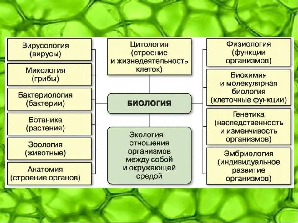 Биологические науки 5 класс биология ответы. Биологические науки таблица. Биологические науки. Биология в системе наук. Разделлв биологии.