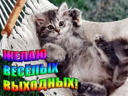 Доброе утро с пятницей с котиками