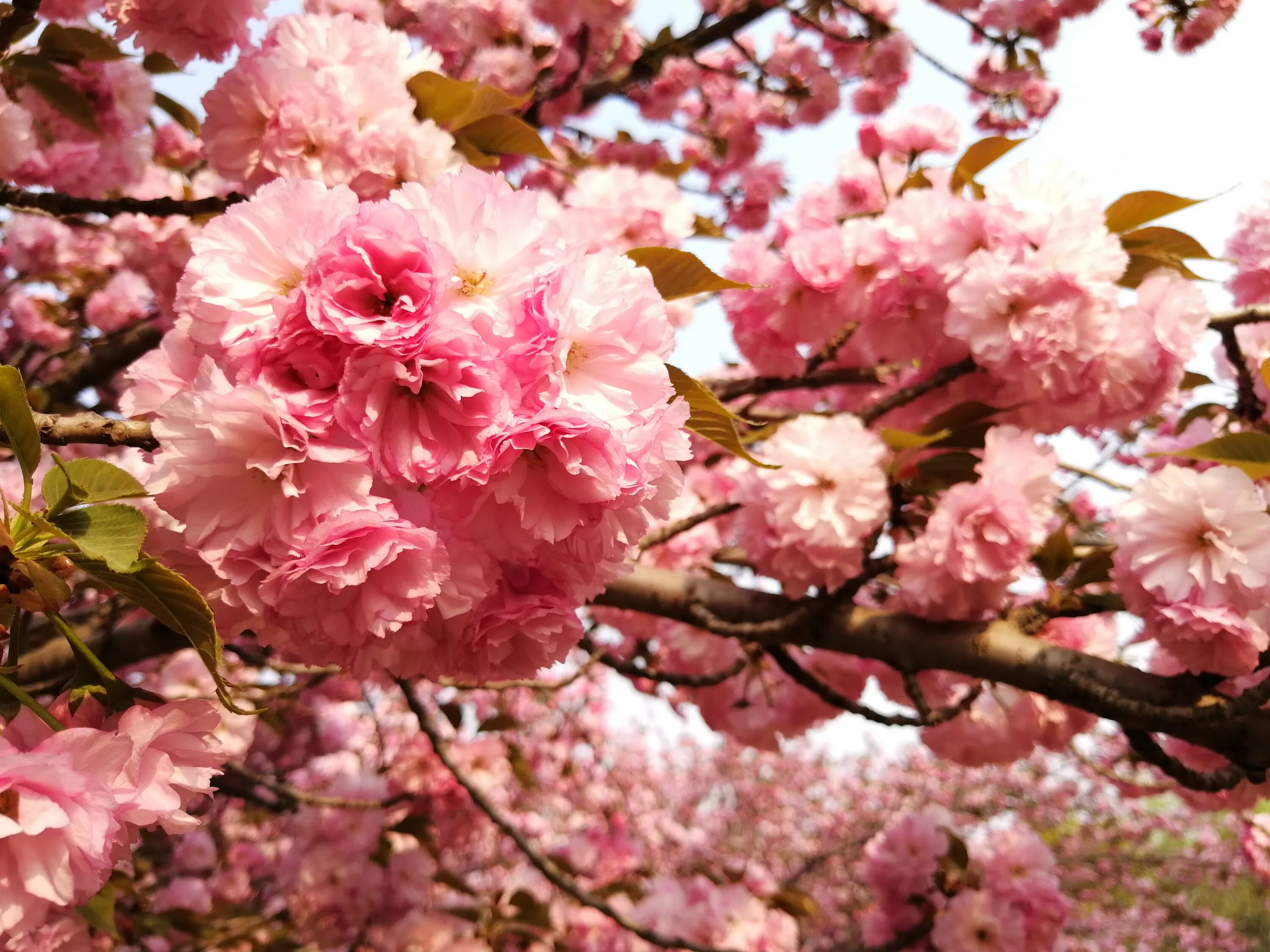 Розовая вишня букв. Дерево вишня розовоцветущая. Розовое дерево. Деревья цветущие розовыми цветами. Цветущая Сакура.