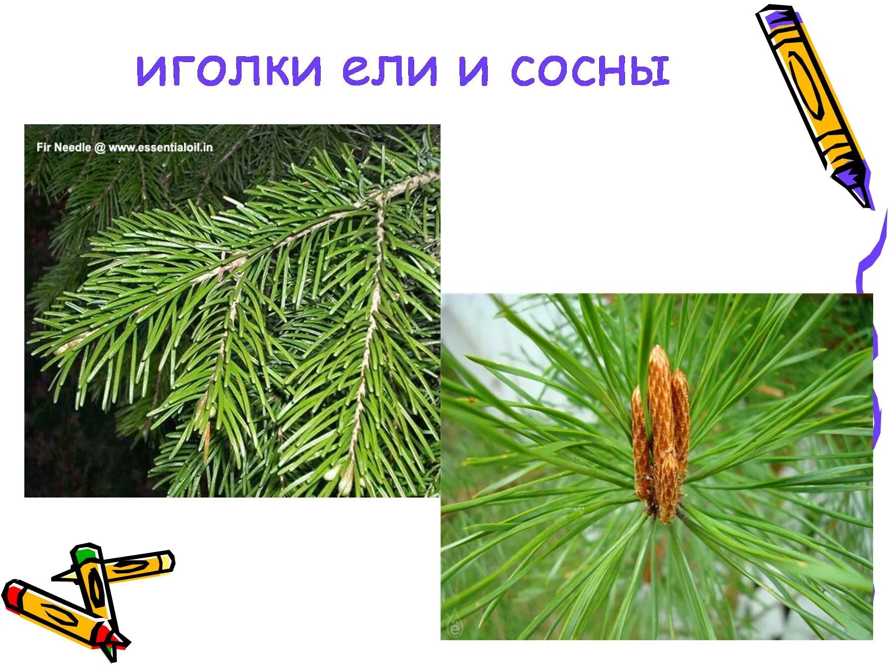 Чем отличается сосна от хвои. 1 класс окружающий мир хвоинки сосна ель лиственница. иголки ели и сосны. хвоя сосны и ели. иглы сосны и ели.