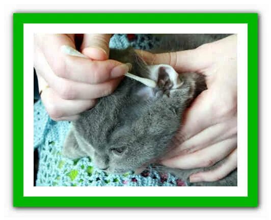 Как выглядят клещи у кошек в ушах Cat mites can cause several problems on your feline. The itchiness may alter you