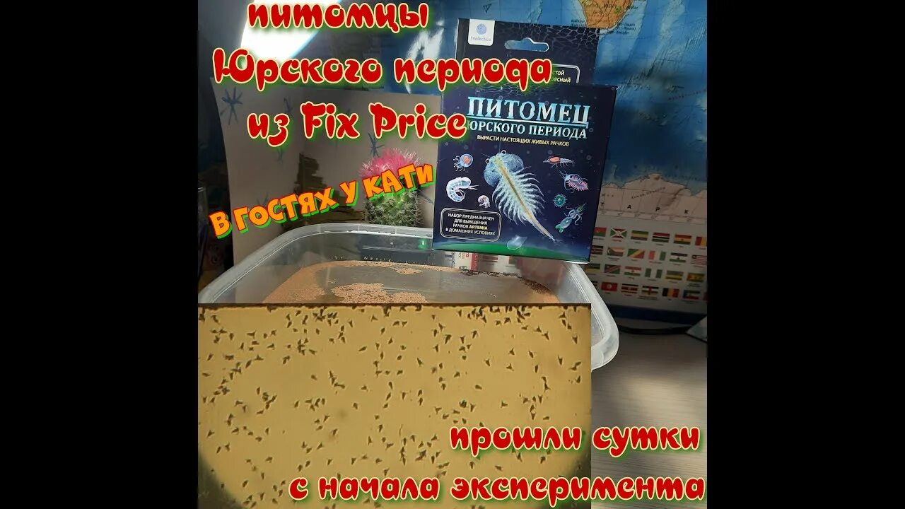Питомец юрского периода вырасти настоящих живых рачков. Фикс прайс выращивание рачков. Фен из фикс прайс. Живые рачки артемии. Питомец юрского периода рачки артемии.