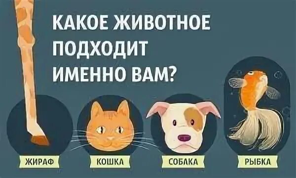 Тест какое я животное