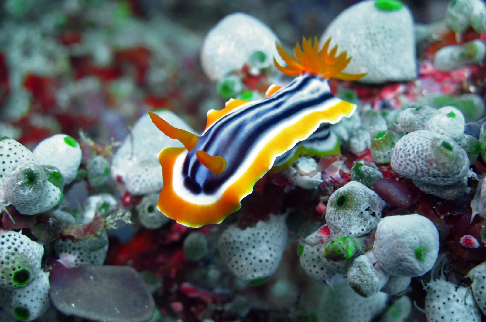 Морской Голожаберный моллюск голубой дракон. Nudibranch Филиппины. Заднежаберные. Nudibranch best photos.