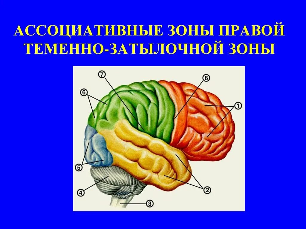 Ассоциативная сенсорная зона функции. Проекционные и ассоциативные зоны коры головного мозга. передняя ассоциативная зона коры головного мозга. ассоциативные зоны коры больших полушарий. проекционные и ассоциативные зоны лобной доли.
