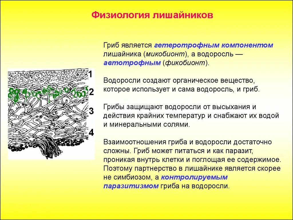 Строение лишайника микобионт. Строение гриба и лишайника. Функции микобионта в лишайнике. Особенности строения грибов и лишайников.