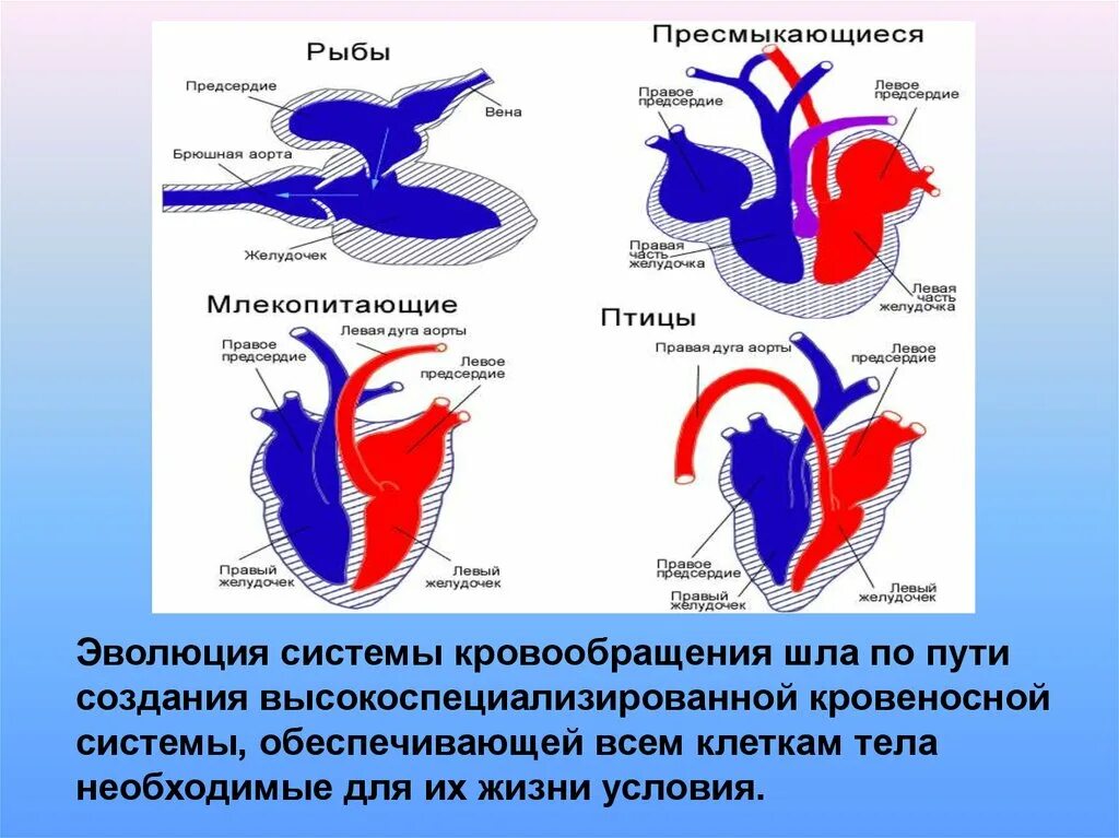 Какая кровь у млекопитающих животных. Кровеносная система кровь биология 7. Эволюция кровеносной системы презентация. Конспект по теме кровеносная система кровь 7 класс биология. Эволюция кровеносной системы у животных.